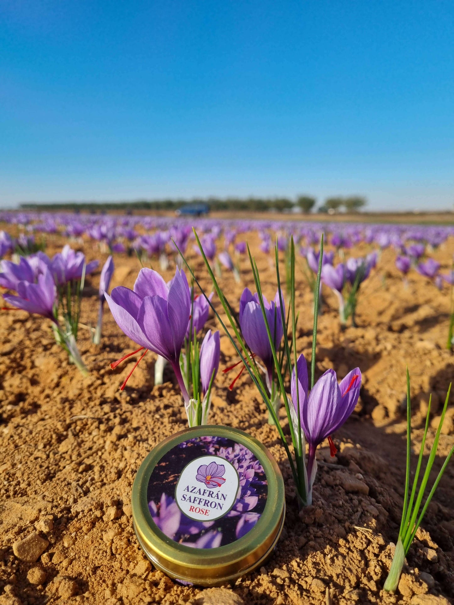 Spanish Saffron Threads 5g