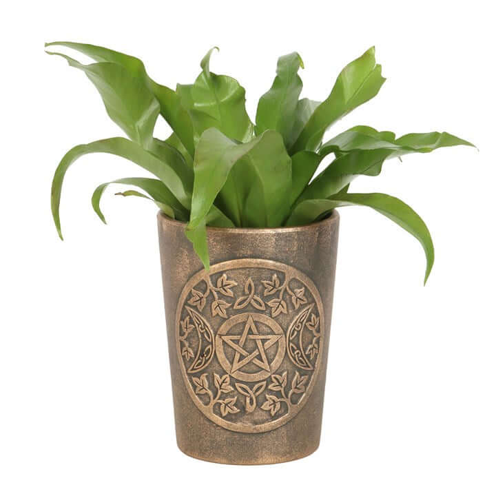 Green plant in a bronze pot with pentacle design on a white background