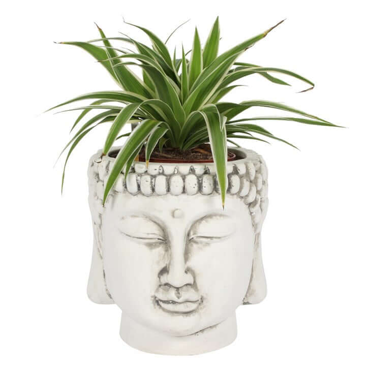 White Terracotta Buddha Head Planter-Sociodigi