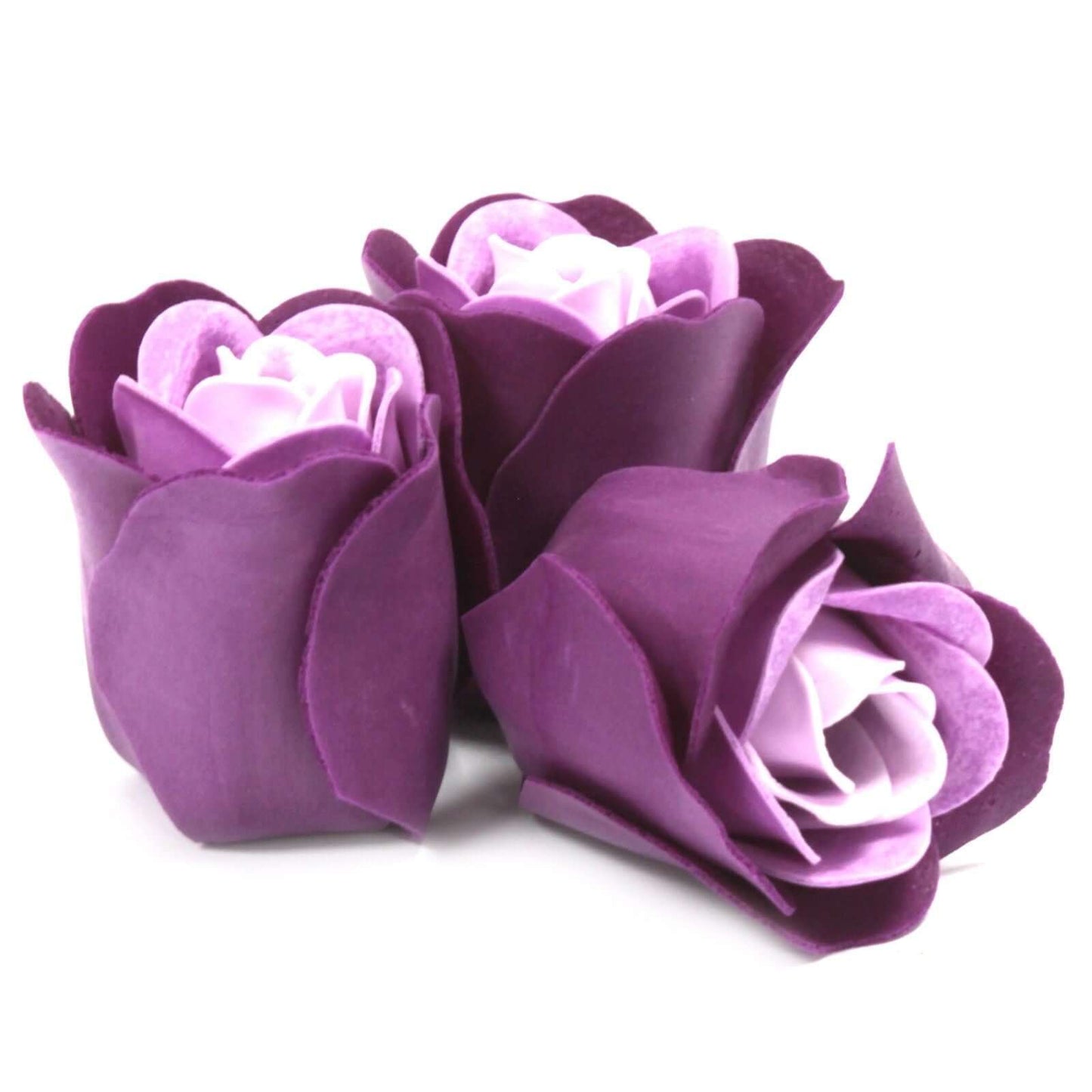 Three purple and white roses on a white background