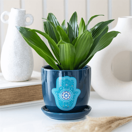 Green potted plant in a blue pot with Hamsa design on a white surface
