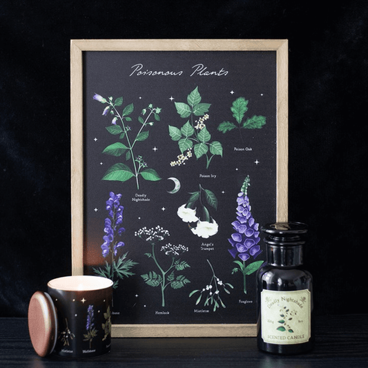 Framed botanical print of poisonous plants with a candle and bottle on a dark background